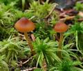 Galerina_allospora_bp0394