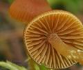 Galerina_allospora_bp0406