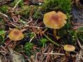 Galerina_allospora_bp0409