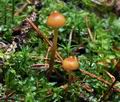 Galerina_allospora_bp4717