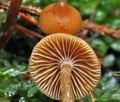 Galerina_allospora_bp4728