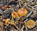 Galerina_allospora_ca3835