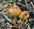 Galerina_allospora_ca3837