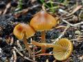 Galerina_allospora_ca3841