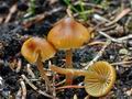 Galerina_allospora_ca3841