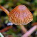 Galerina atkinsoniana bi7795