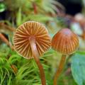 Galerina atkinsoniana bi7797