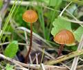 Galerina_atkinsoniana_bn9436