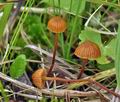 Galerina_atkinsoniana_bn9450