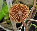 Galerina_atkinsoniana_bn9454