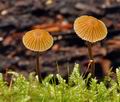 Galerina_atkinsoniana_bo4321