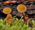 Galerina_atkinsoniana_bo4325