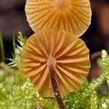 Galerina_atkinsoniana_bo4328