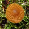 Galerina_atkinsoniana_bo4340