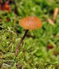 Galerina_atkinsoniana_bo4341