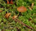 Galerina_atkinsoniana_bo4351