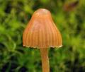 Galerina_calyptrata_bi0751