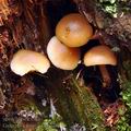 Galerina camerina bh7710