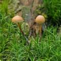 Galerina camerina bi0678