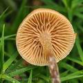 Galerina camerina bi0684