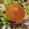 Galerina_farinacea_bo2577