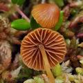 Galerina_farinacea_bo2588