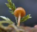 Galerina_farinacea_bt5422