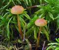 Galerina farinacea bu4440