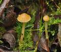 Galerina_heterocystis_bn9677