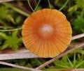 Galerina_heterocystis_br6014