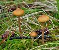 Galerina_hybrida_bn9105