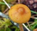 Galerina_hybrida_bn9115