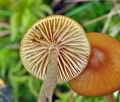 Galerina_hybrida_bn9125