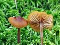 Galerina_hybrida_bs5615