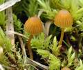 Galerina_hypnorum_bf6571