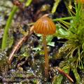 Galerina hypnorum bh7058