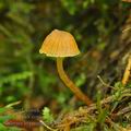 Galerina hypnorum bh7592