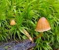 Galerina hypnorum bh7677