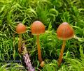 Galerina hypnorum bh7734