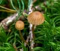 Galerina_hypnorum_ce4889s