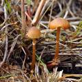 Galerina_jaapii_bk2038