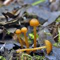 Galerina_jaapii_bk2162