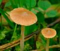 Galerina_laevis_ag2179