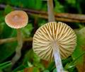 Galerina_laevis_ag2187