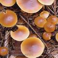 Galerina_marginata_ac9292