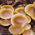 Galerina_marginata_ac9294