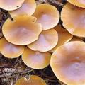 Galerina_marginata_ac9296