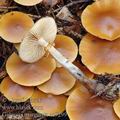 Galerina_marginata_ac9299