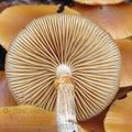 Galerina_marginata_ac9310