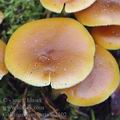 Galerina_marginata_aj2102